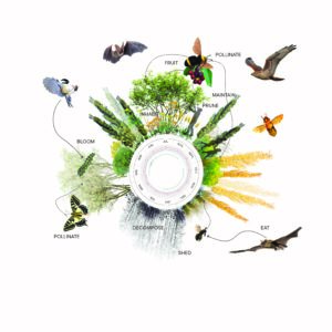 Graphic of pollinators for green roof at Populus hotel