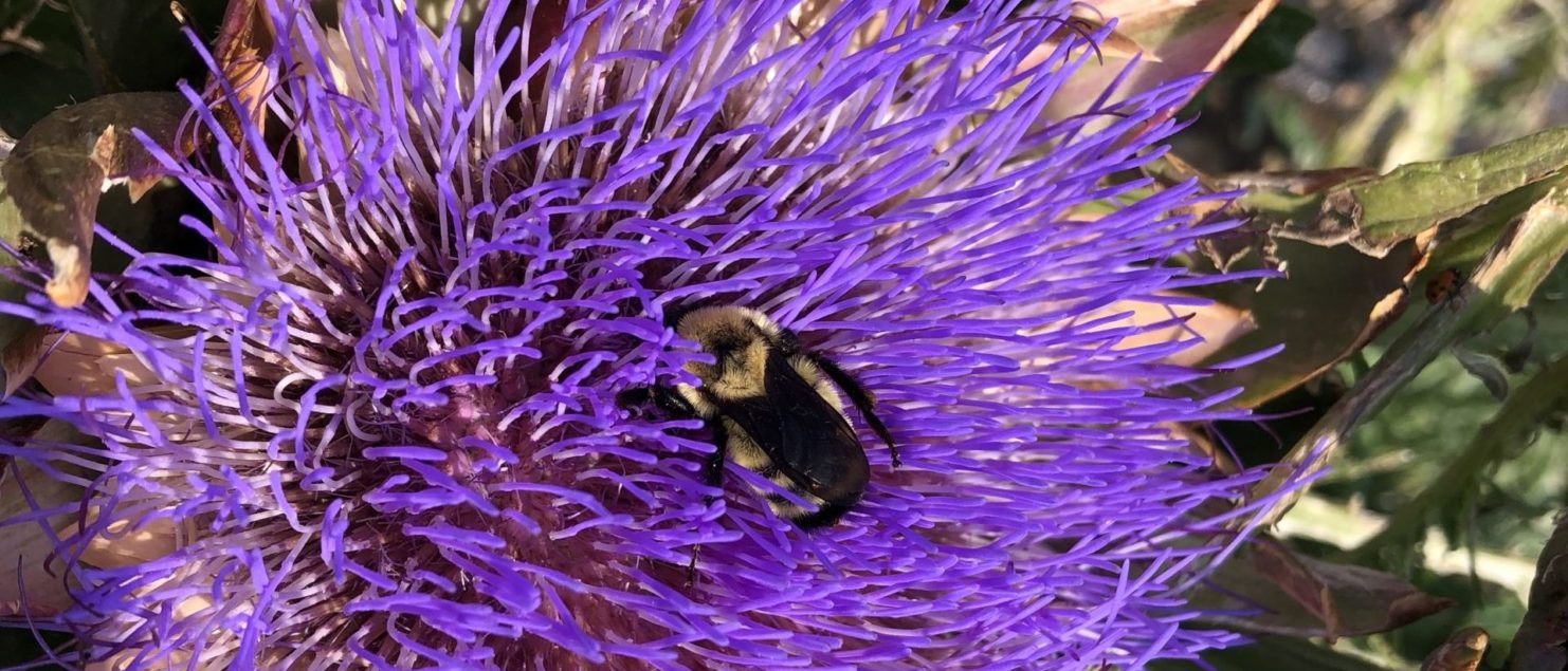 Colorado bee pollinator on a big purple flower