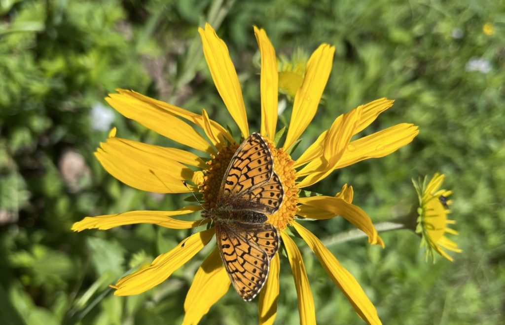 Colorado insect pollinator on a yellow flower 